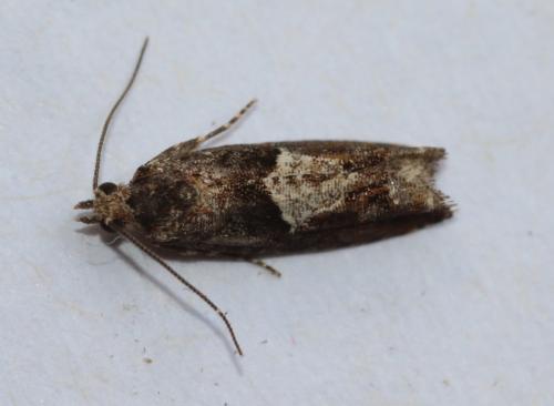 Epinotia immundana